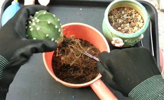 仙人掌養護技巧 仙人掌養護技巧