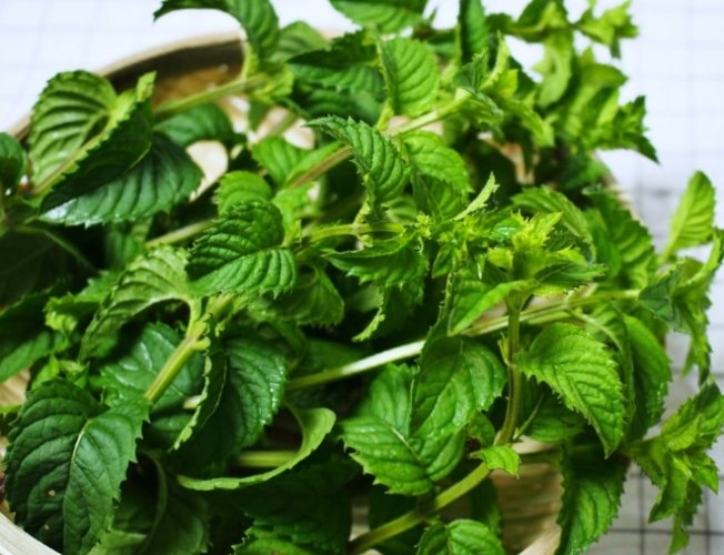 養薄荷技巧 養薄荷技巧