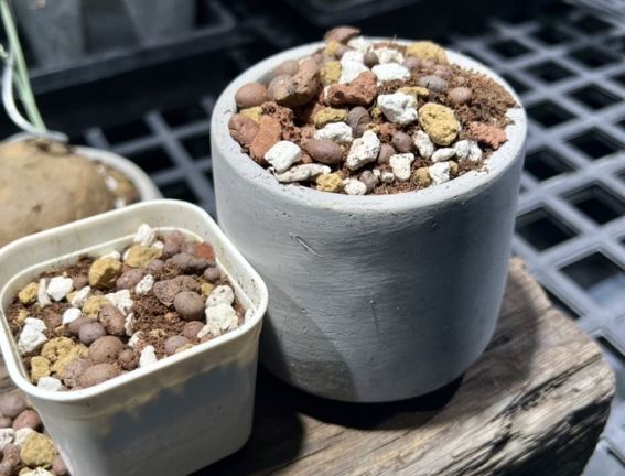 多肉植物土壤配方 多肉植物土壤配方