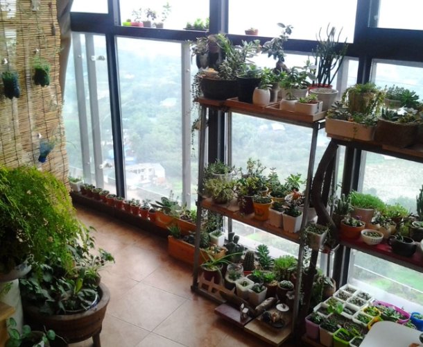 新手種植技巧 新手種植技巧