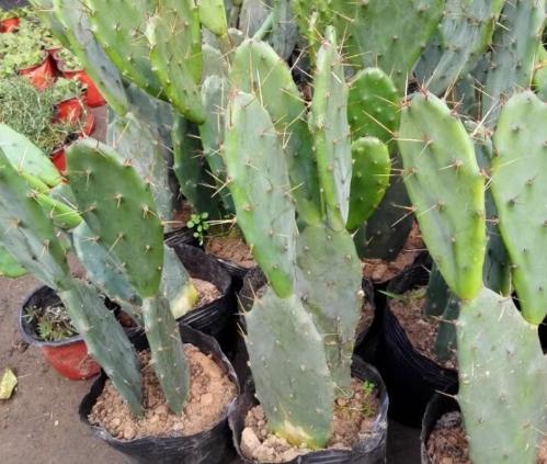 仙人掌 客廳 仙人掌 客廳