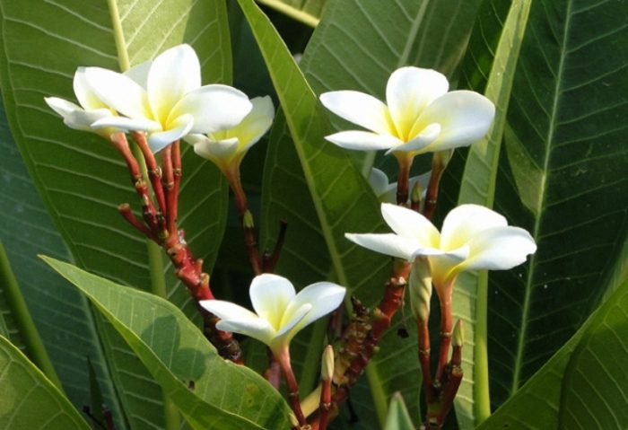 雞蛋花修剪 雞蛋花修剪