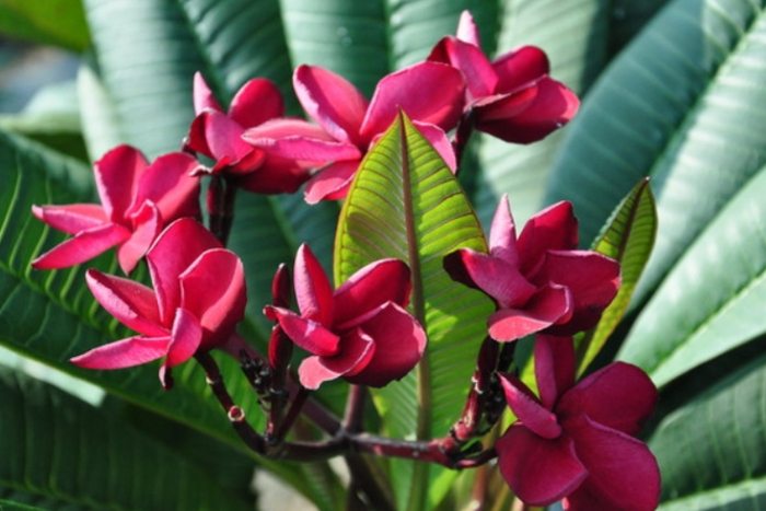 雞蛋花修剪時間