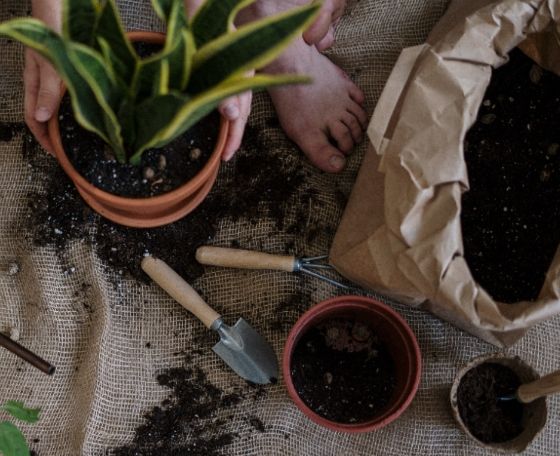 盆栽換盆時機 盆栽換盆時機