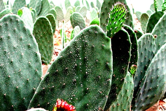 無刺仙人掌種類