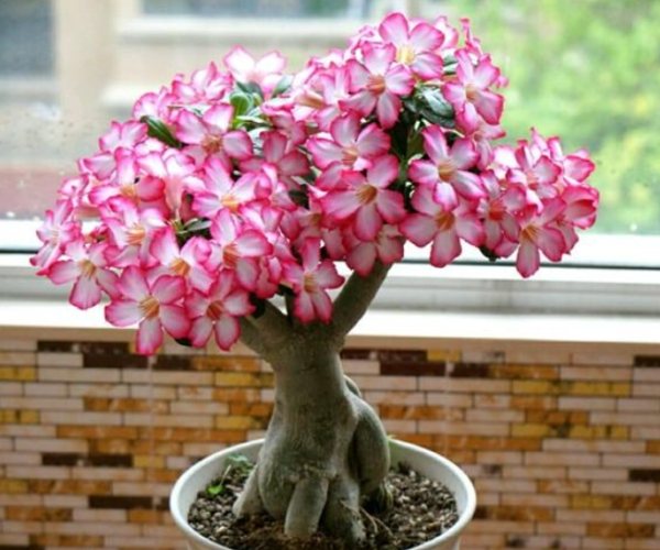 室内植物种植 室内植物种植