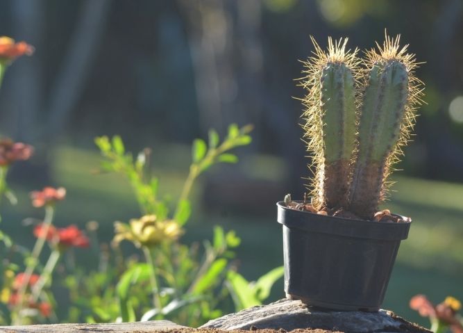 仙人掌急救方法 仙人掌急救方法
