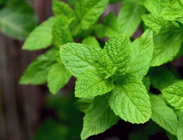 盆栽薄荷照顧 盆栽薄荷照顧