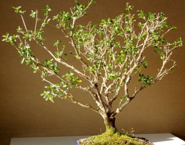 植物不換盆後果