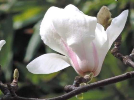 玉蘭樹修剪時機