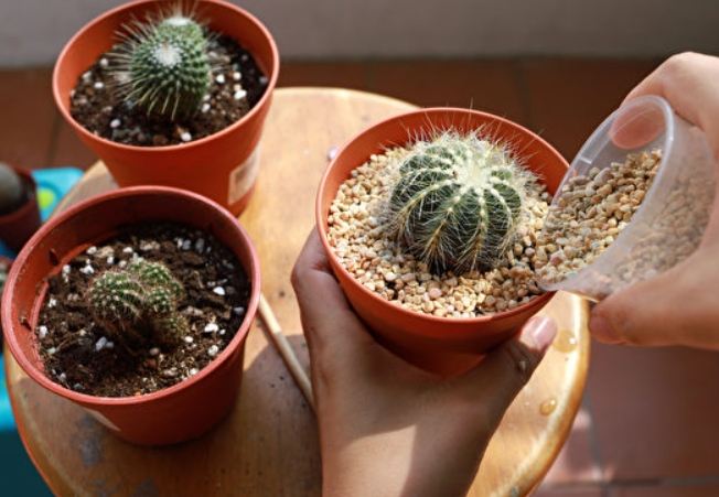 盆栽土壤管理 盆栽土壤管理