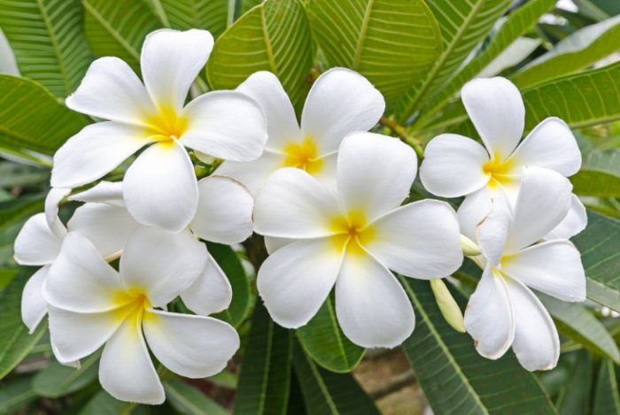 台灣雞蛋花種類