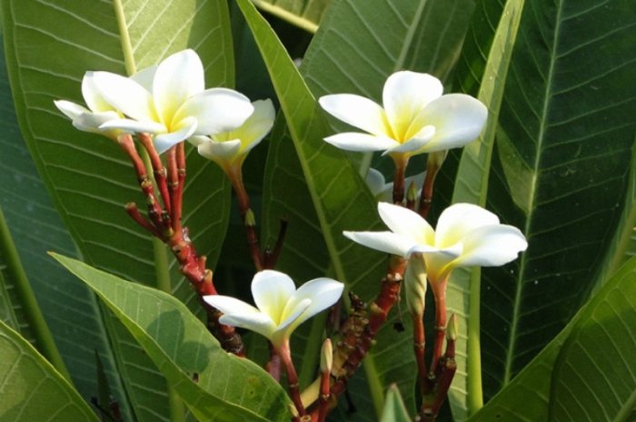 雞蛋花果實功效 雞蛋花果實功效