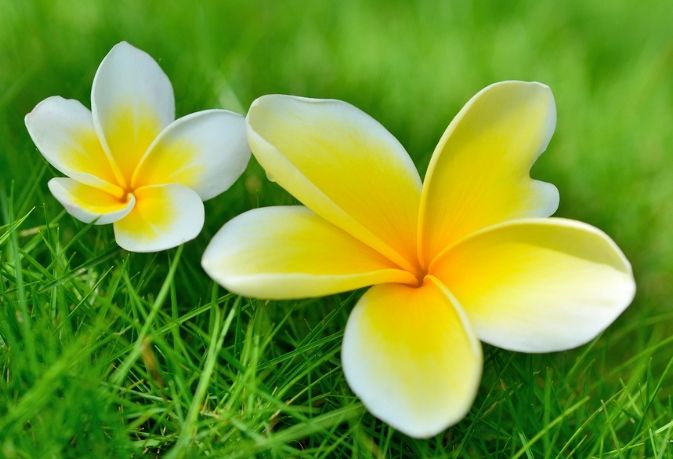 雞蛋花冬天照顧