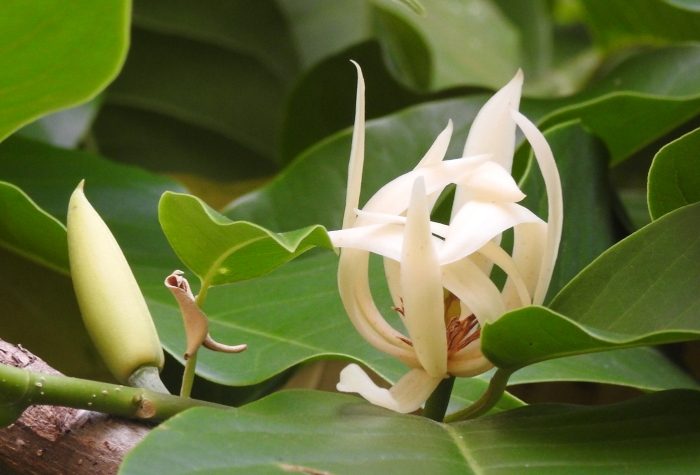 玉蘭花修剪方法 玉蘭花修剪方法