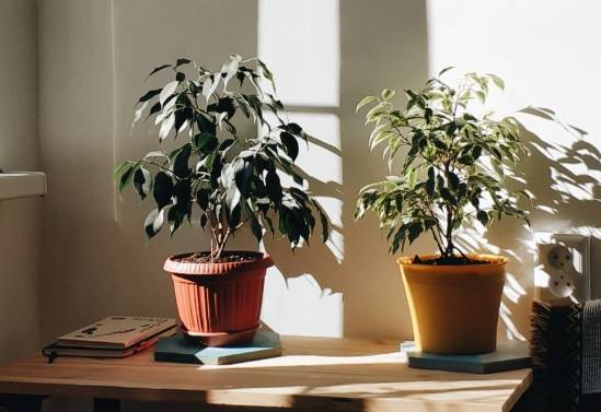 植物換盆技巧 植物換盆技巧