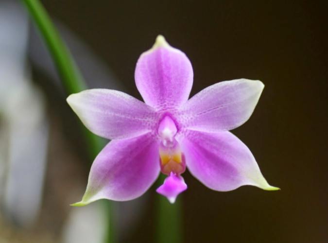 蝴蝶蘭開花季節