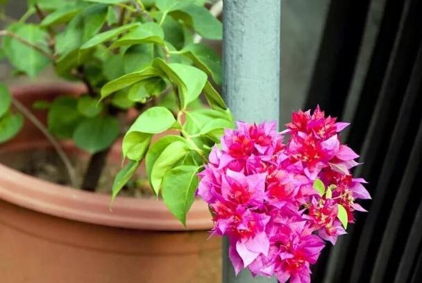 盆栽換土 盆栽換土