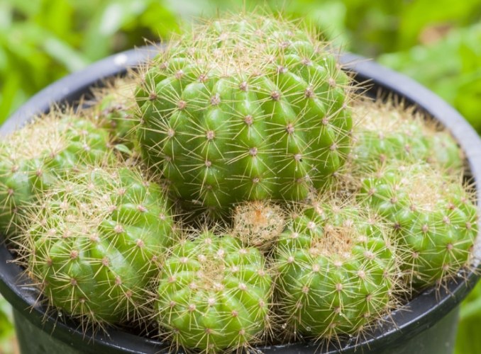 仙人掌繁殖方法 仙人掌繁殖方法