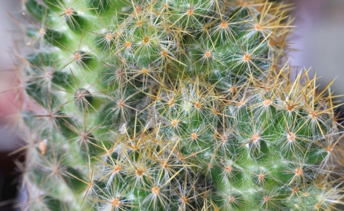 仙人掌養護技巧 仙人掌養護技巧