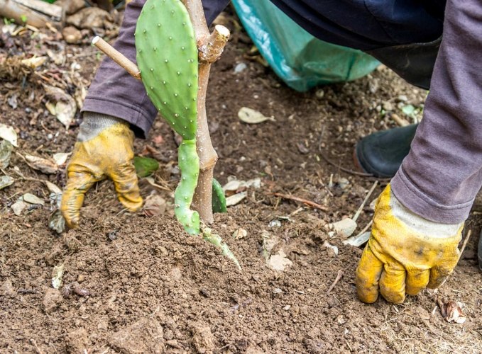 仙人掌土壤配方 仙人掌土壤配方