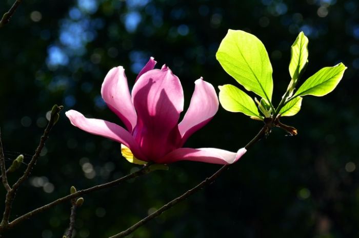 玉蘭花施肥技巧 玉蘭花施肥技巧