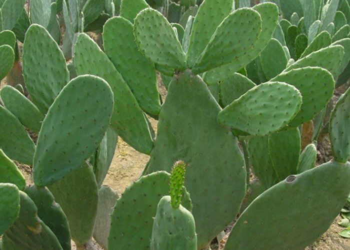 仙人掌 風水 仙人掌 風水