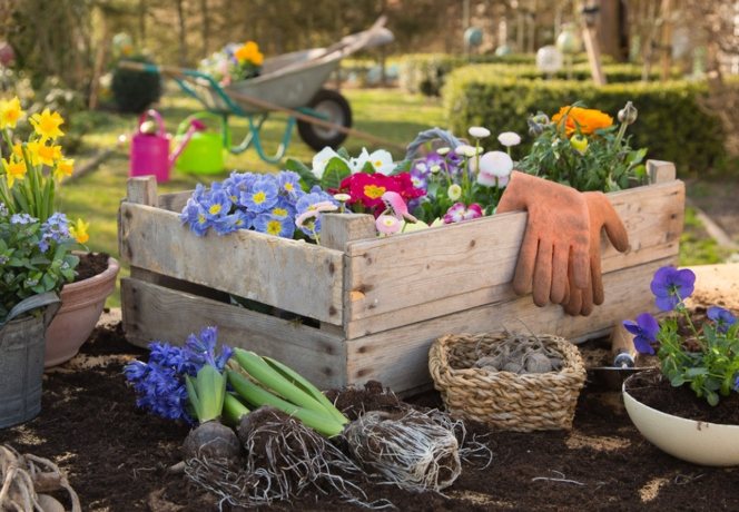 全年開花養護技巧 全年開花養護技巧