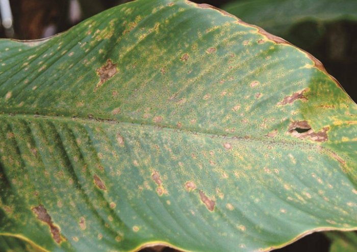 植物沒有葉子 植物沒有葉子