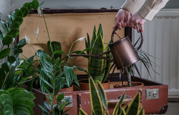 新盆栽換盆方法 新盆栽換盆方法