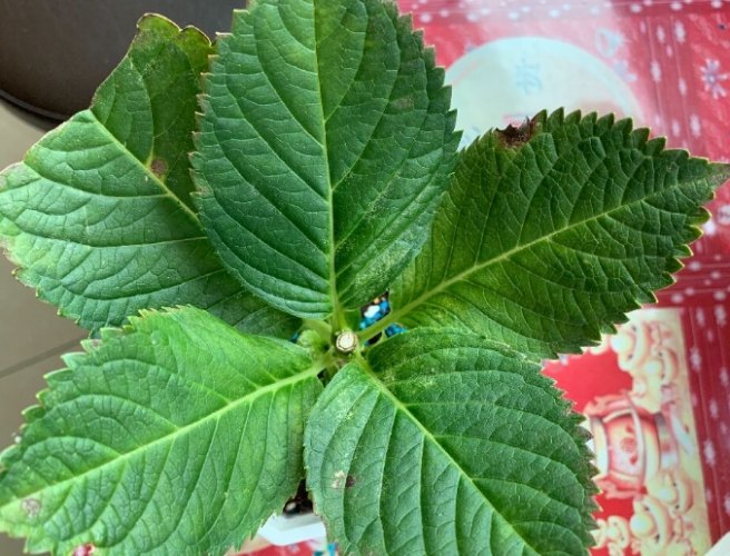 枯枝修剪 枯枝修剪