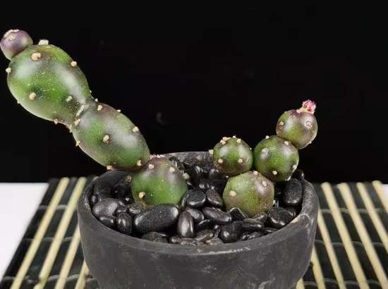 仙人掌枯萎原因 仙人掌枯萎原因