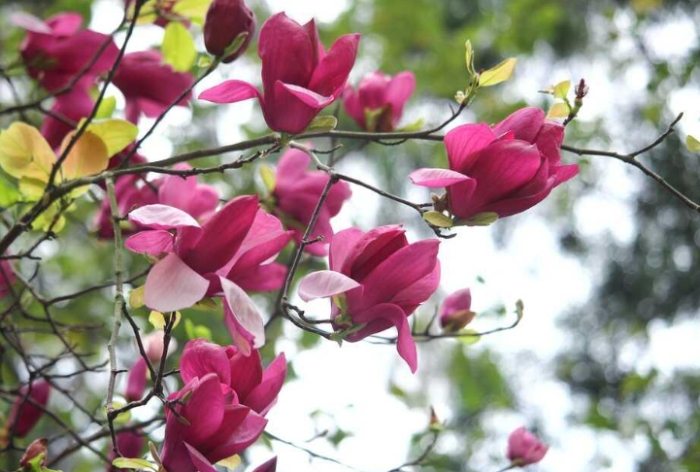 玉蘭花開花後護理 玉蘭花開花後護理