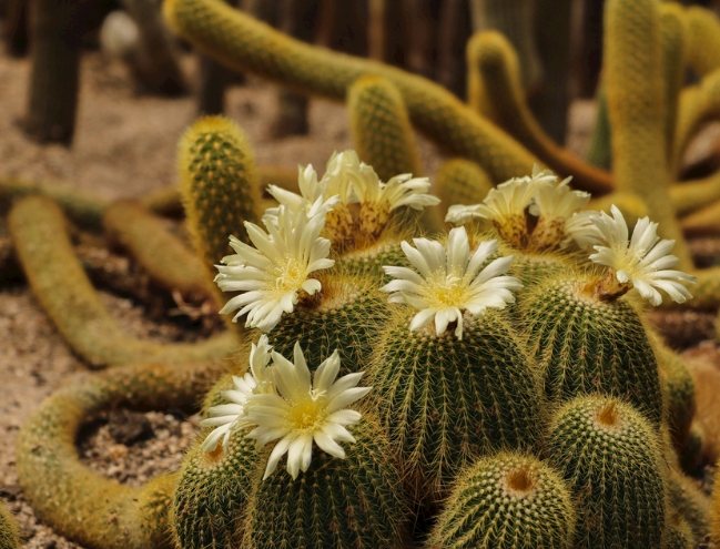 仙人掌不生根原因 仙人掌不生根原因