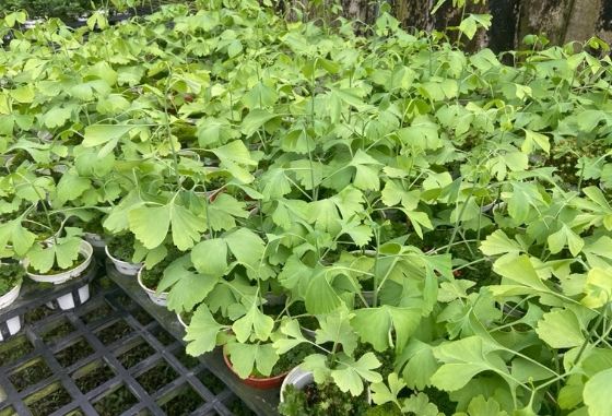 銀杏換盆技巧 銀杏換盆技巧