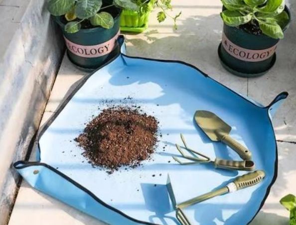 果樹換盆時機 果樹換盆時機