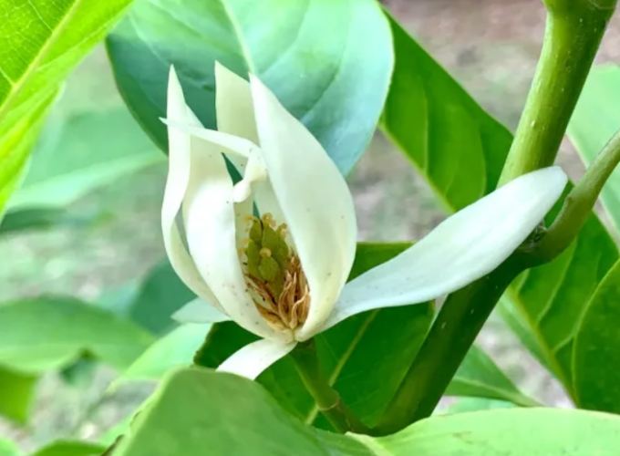 玉蘭花修剪方法 玉蘭花修剪方法