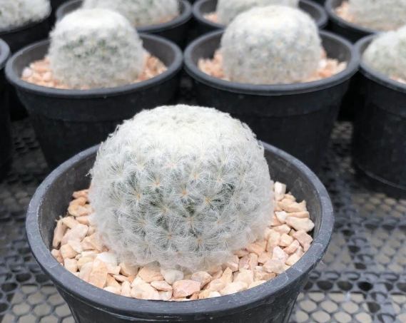 白星仙人掌養護