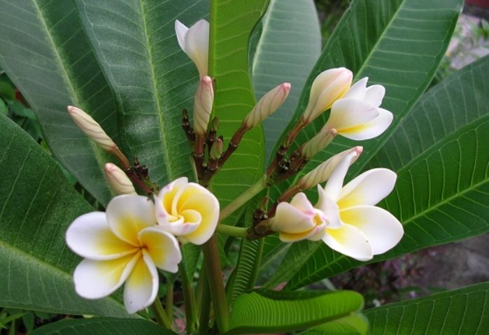 雞蛋花育苗方法