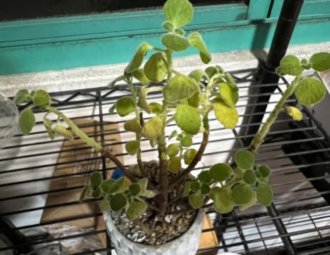 植物沒有葉子 植物沒有葉子