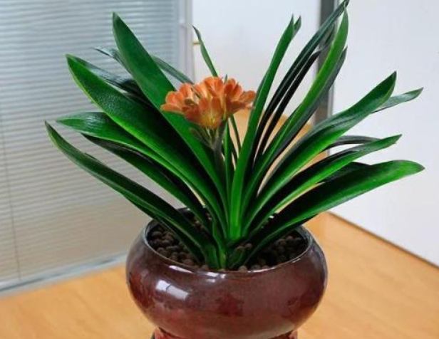 盆栽土壤管理 盆栽土壤管理