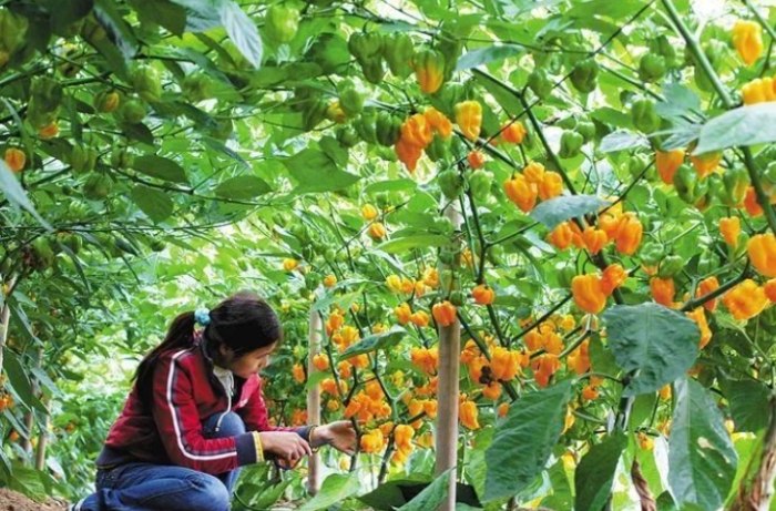 辣椒土壤配方