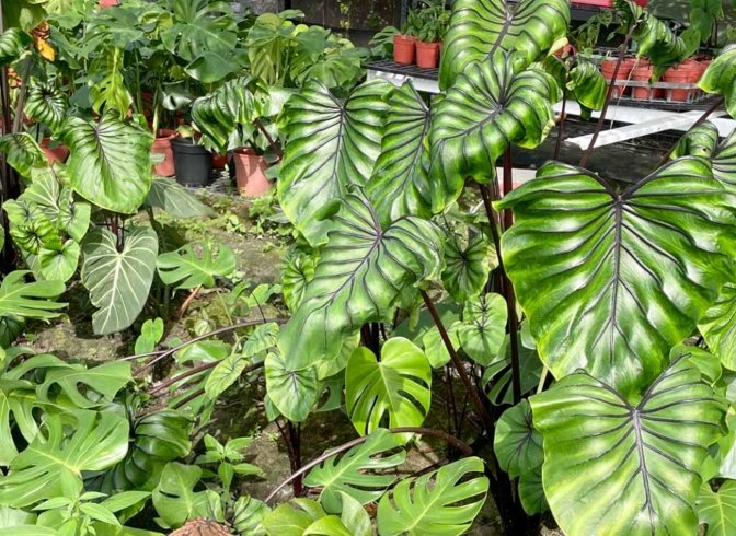 龜背芋照顧 龜背芋照顧