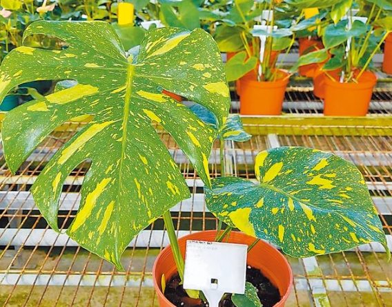 龜背芋照顧 龜背芋照顧