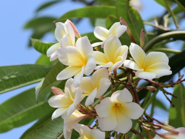 加速植物生長 加速植物生長