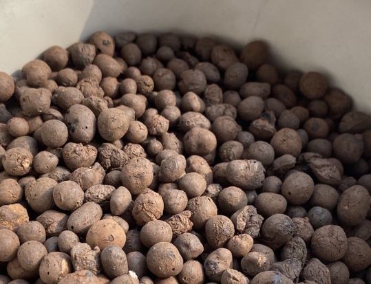 植物栽培 植物栽培