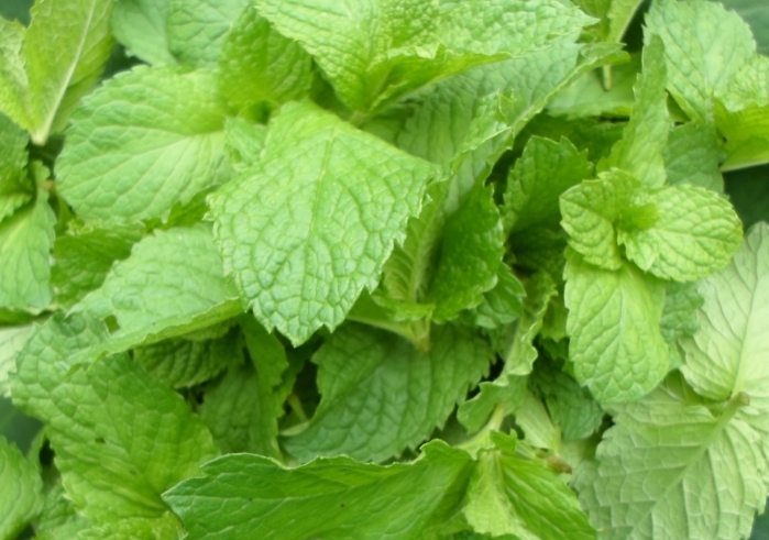薄荷種植方法 薄荷種植方法