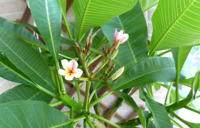 雞蛋花盆栽養護