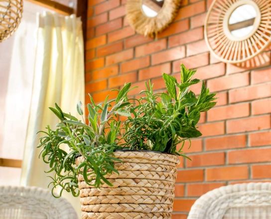 盆栽清潔方法 盆栽清潔方法