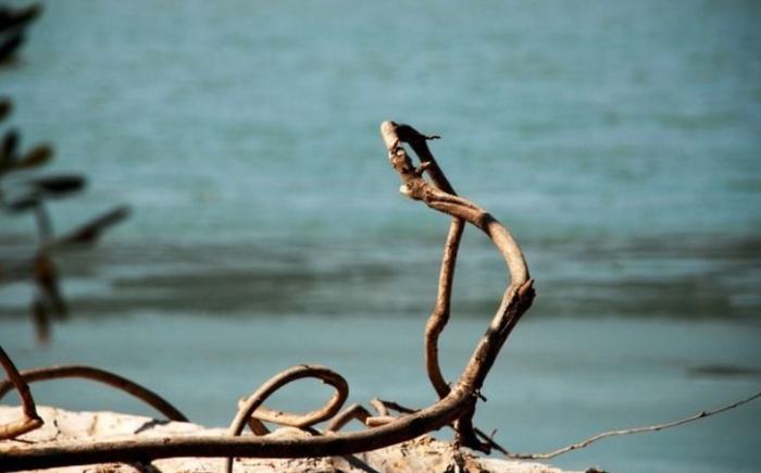 植物葉子枯黃處理 植物葉子枯黃處理